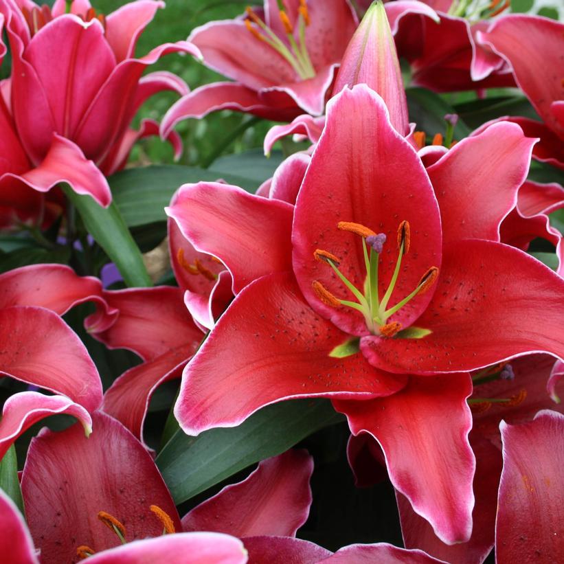 SUNNY KEYS' Oriental Lily (Lilium orientalis x 'sunny keys') – Champlain  Peony Company