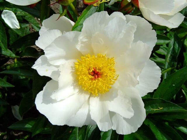 WHITE WINGS' Peony (Paeonia lactiflora x 'white wings') – Champlain Peony  Company