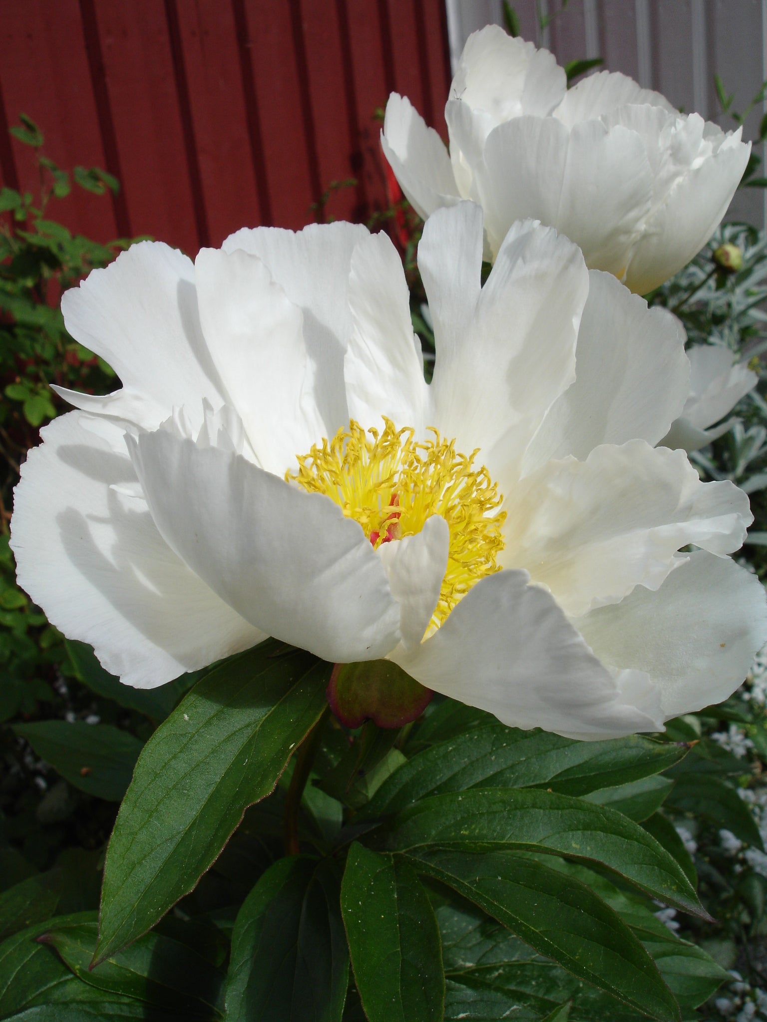 WHITE WINGS' Peony (Paeonia lactiflora x 'white wings') – Champlain Peony  Company