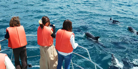 Dolphin watching in Amakusa