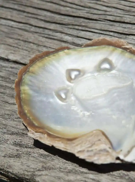 Mother of Pearl oyster shell