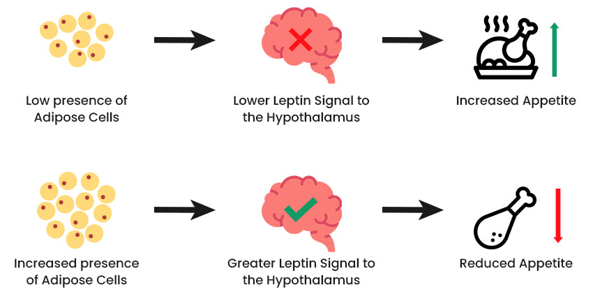 The effect of leptins on appetite