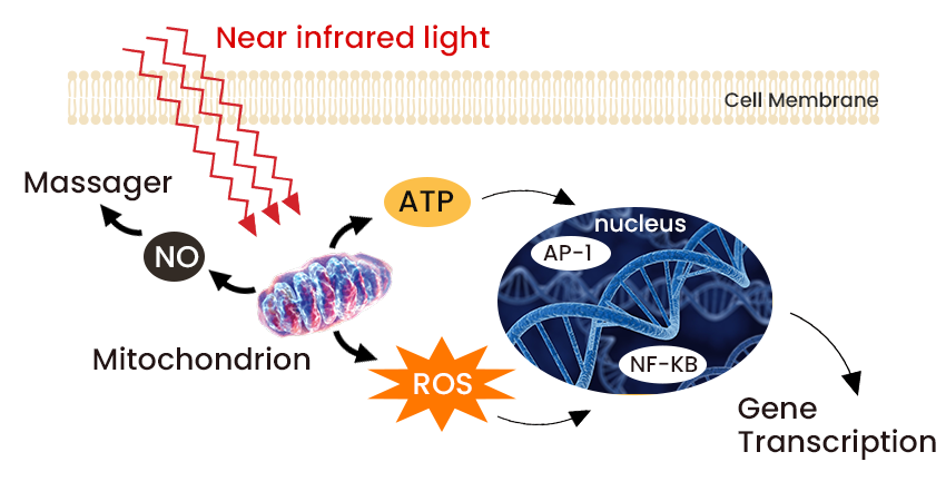 The process of stimulating ATP and making it work with red light therapy