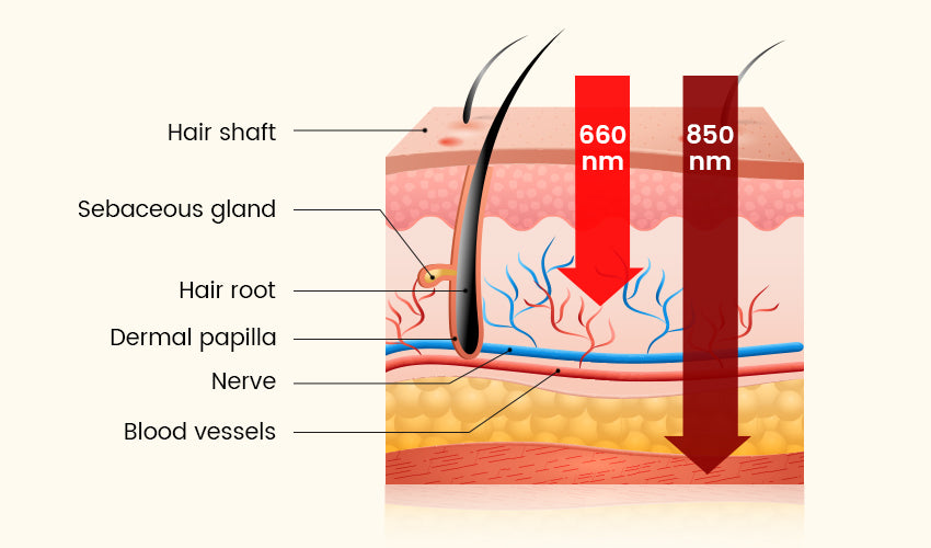 Illustration of the red light wavelength that stimulates hair growth
