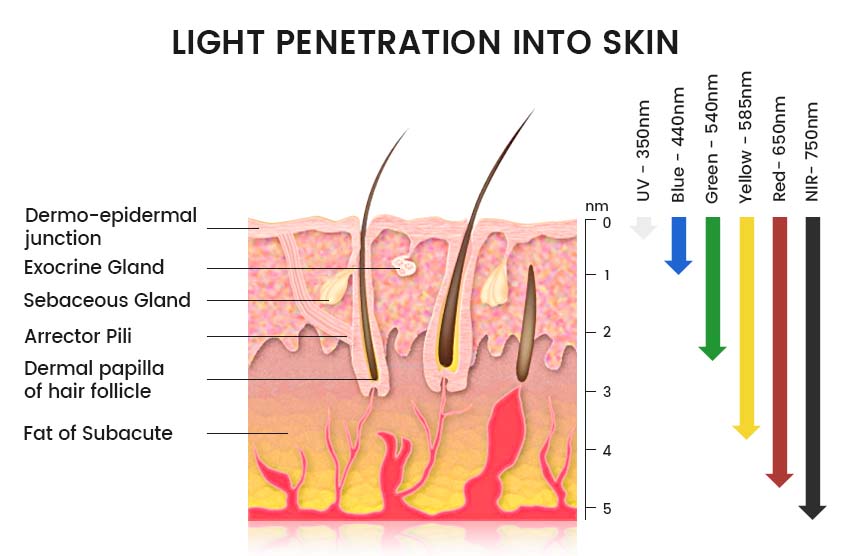 The penetration depth of light with different colors and wavelengths on the skin.