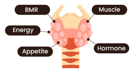 Thyroid function