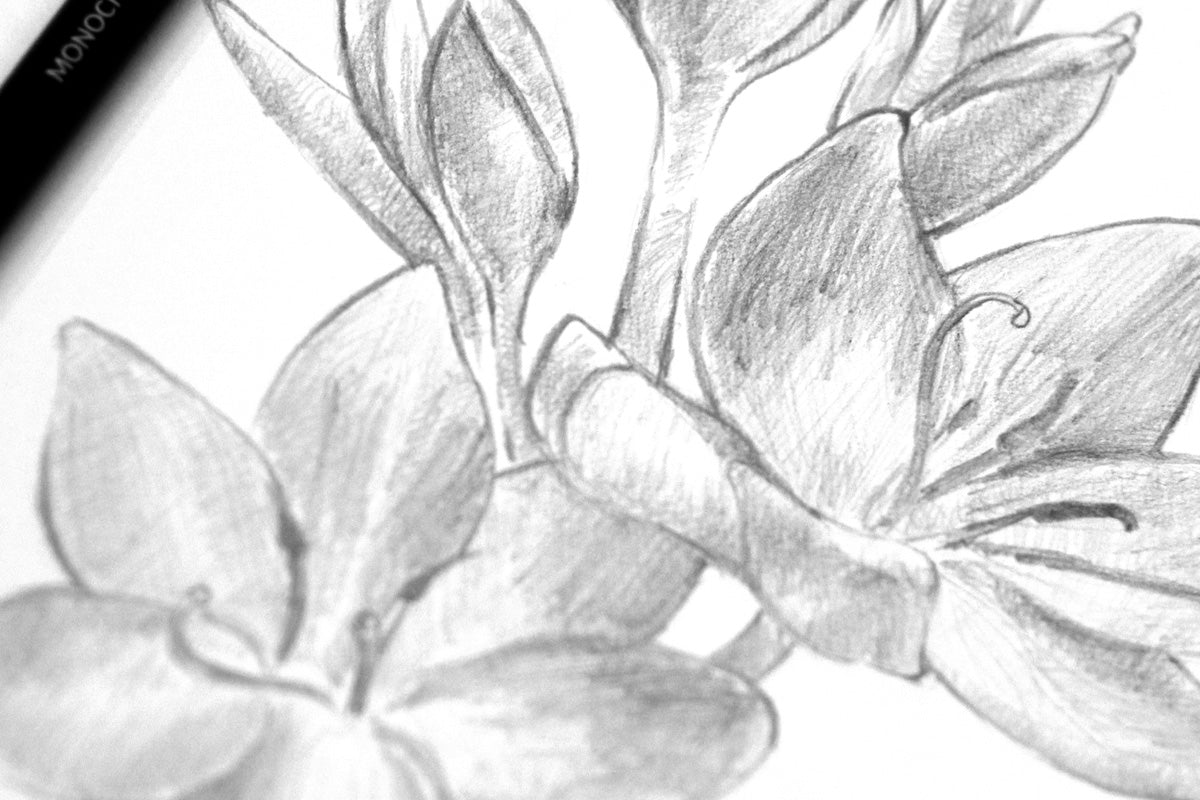 Learn how to draw flowers easily with these high-quality pencils!