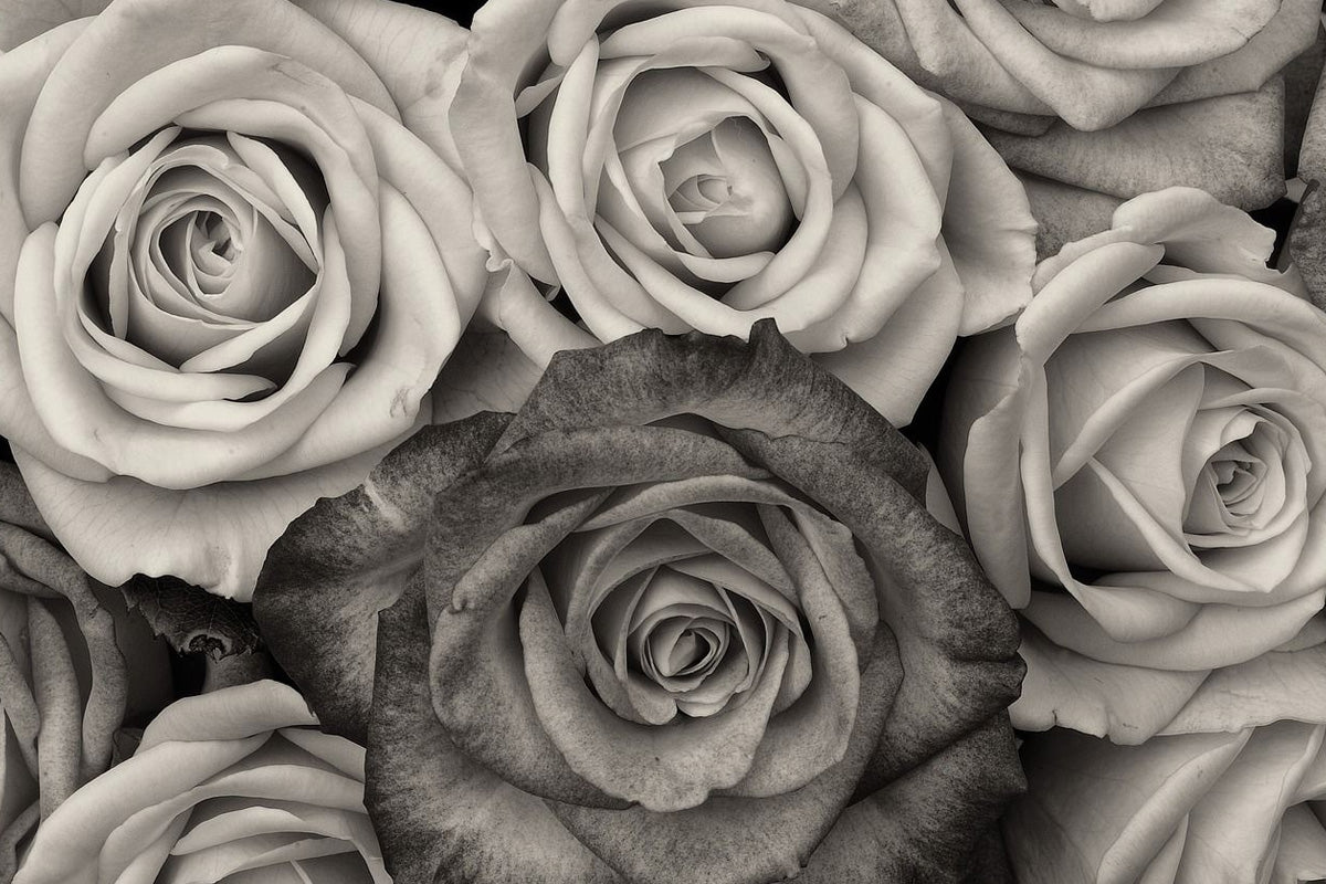 Black and white roses by LoboStudioHamburg