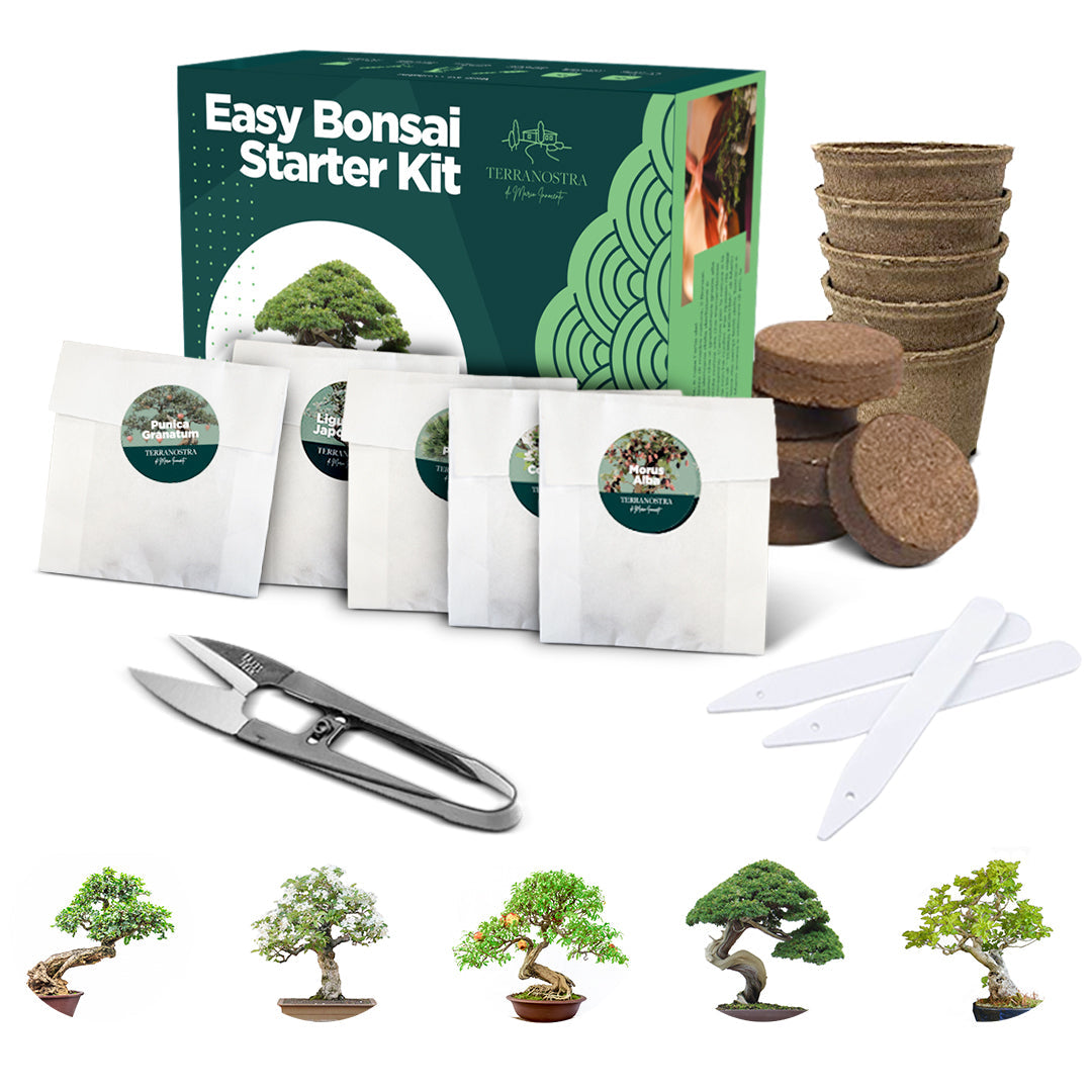 Bonsai Kit - Set 5 bonsai da piantare - Terra Nostra product image