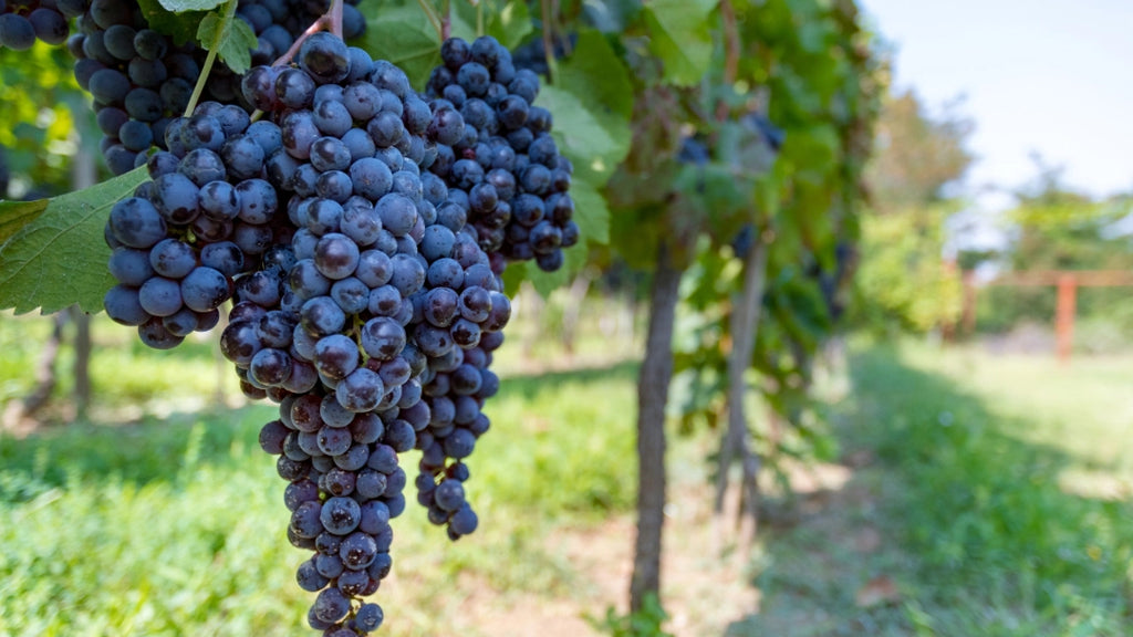 Antioxidant OPC is extracted from grapes.