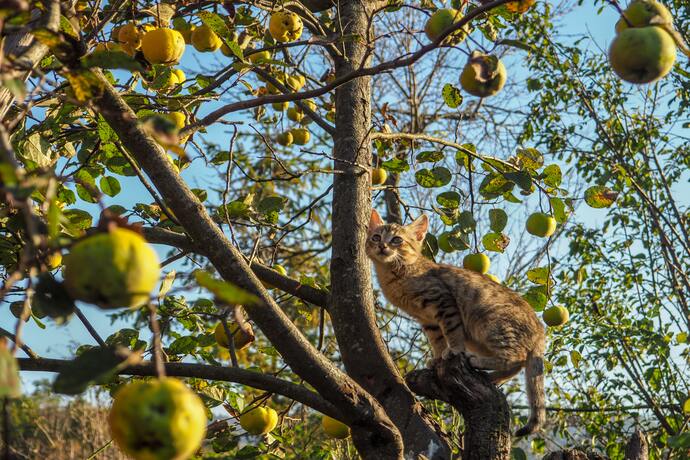 11 Fruits You Should Not Feed Your Cats