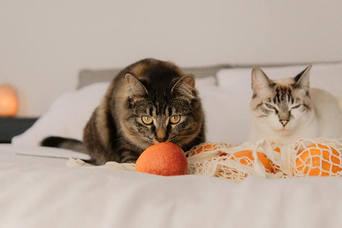 11 Fruits You Should Not Feed Your Cats