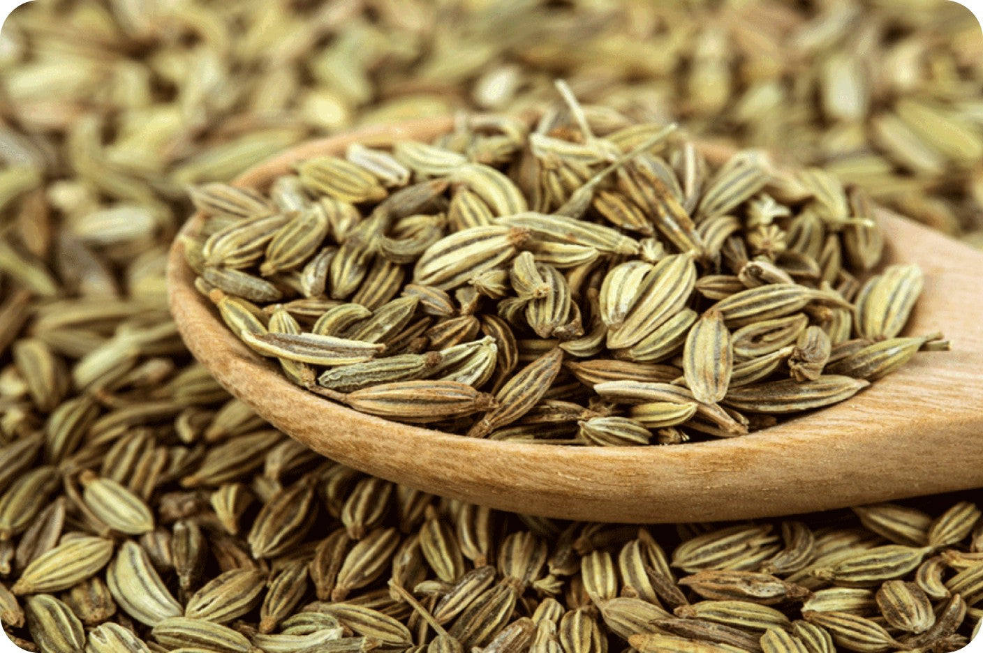 Fennel Seed