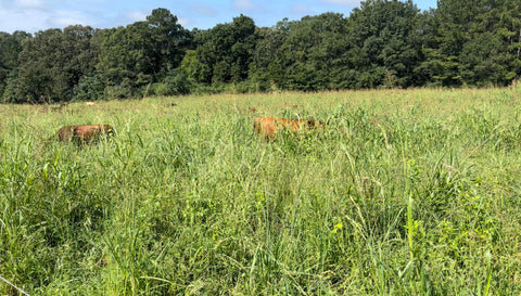 Cows in tall grass