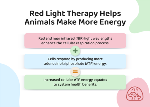 How Red Light Therapy Works Pets