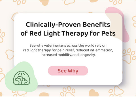 Proven Health Benefits Red Light Therapy Pets