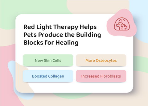 How Red Light Therapy Helps Dog Cat Heal Fast