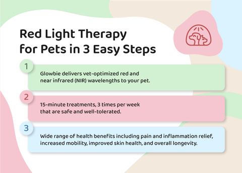 Red Light Therapy Pets Simple Steps