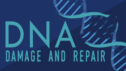 dna damage repair genes