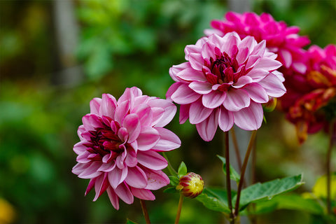 Dahlia - Easy Flower To Grow | Pot and Bloom