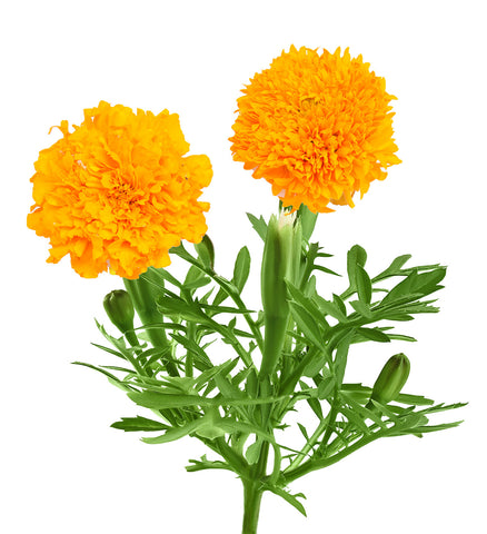 Marigold - Easy Flower To Grow | Pot and Bloom