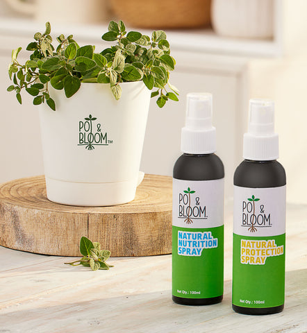Natural plant protection Spray | Pot and Bloom