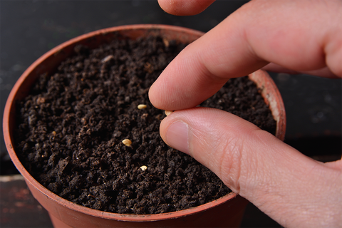Gardening hacks for beginners | Pot and Bloom