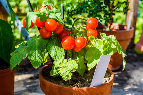 Grow cherry tomato plant | Pot & Bloom