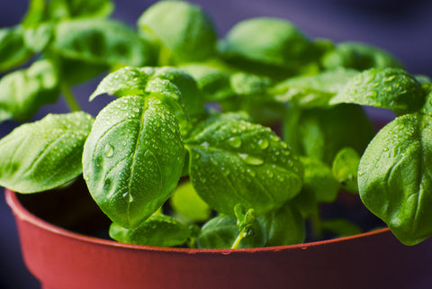 Basil Plant | growing basil | Pot and Bloom