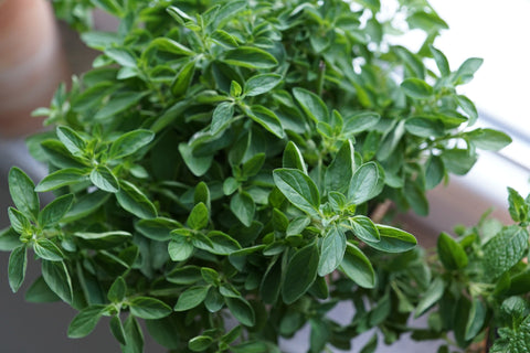 Oregano plant | Growing Oregano | Pot and Bloom