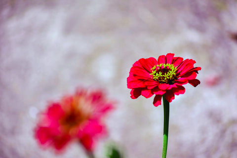 Zinnia - Easy Flower To Grow | Pot and Bloom