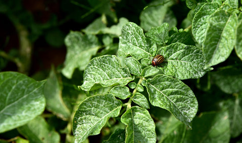 Plant Insecticide | Identify Plant Pest | Pot and Bloom