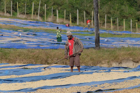 Baroida Estate coffee production