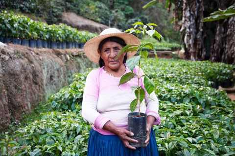 Bolivia Carmelita Coco Natural