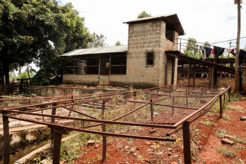 Petit coffee estate in Kiambu Kenya