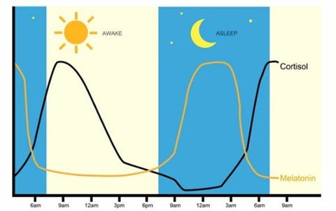 Zeigt eine Grafik mit dem Zirkdianen Rythmus über den Tag verteilt. Eine Linie mit Cortisol und eine Linie mit Melatonin.