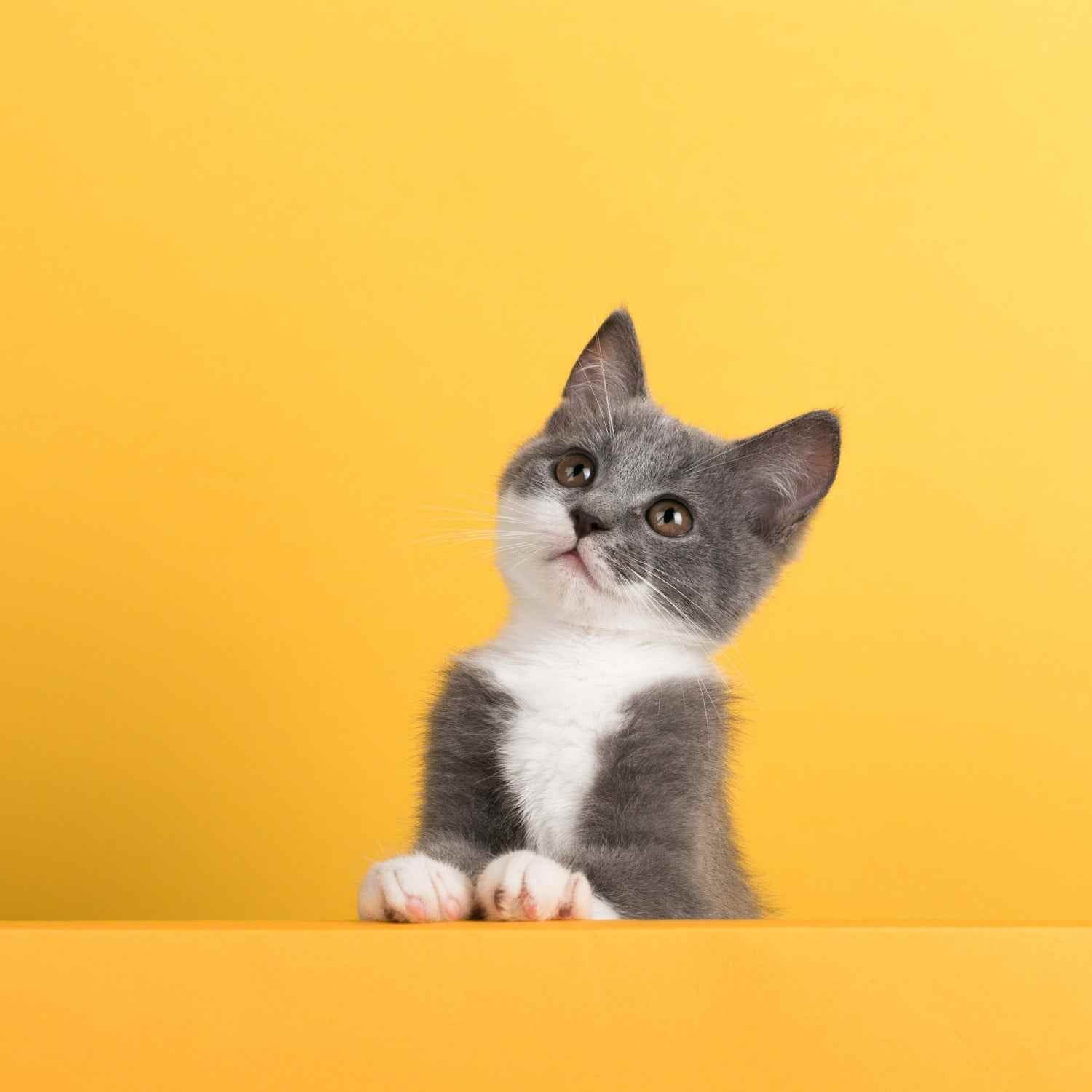 cute-little-gray-cat-yellow-looks-plays-buisiness-copyspace-min_1