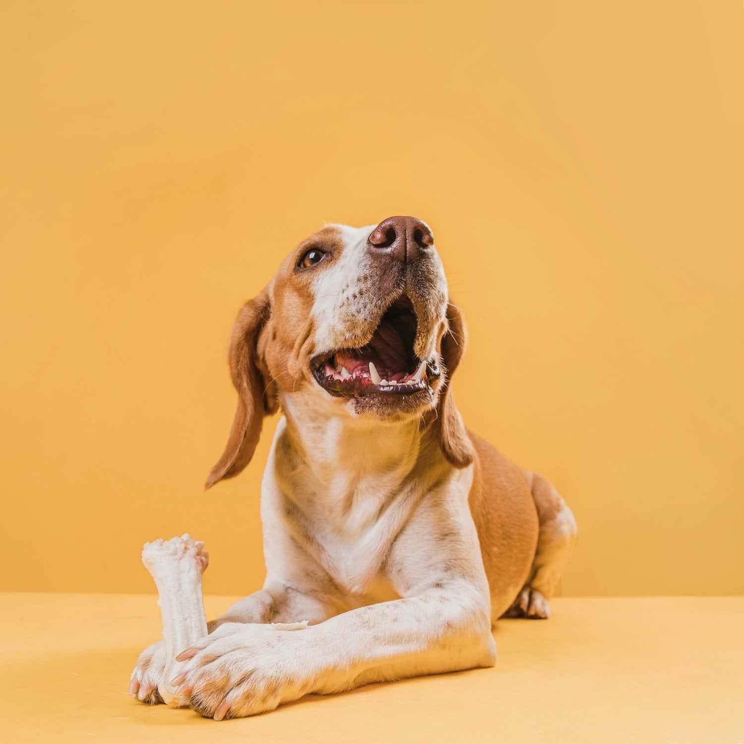 happy-dog-holding-bone-with-his-paws_1_-min_2