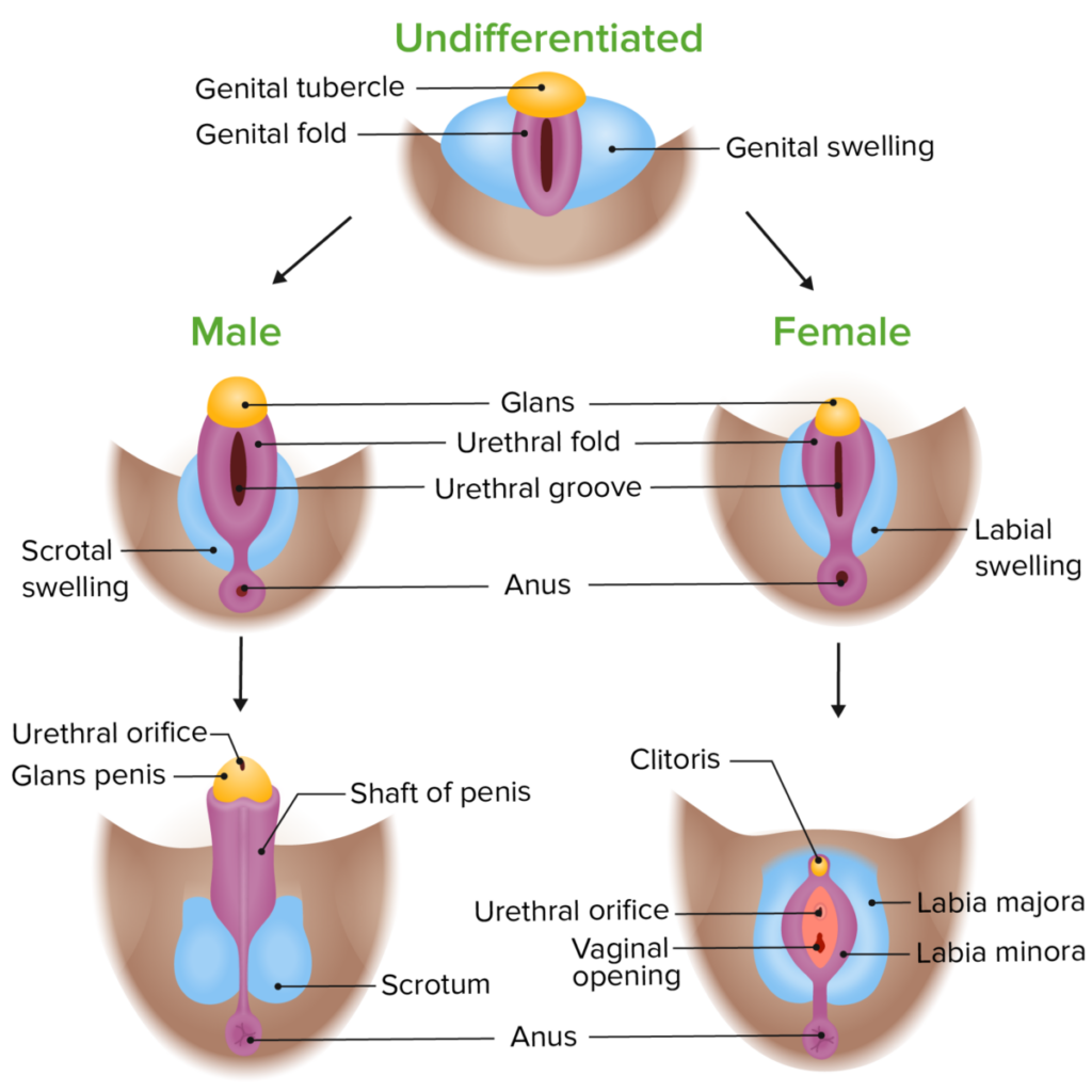 how does penis and vagina look like