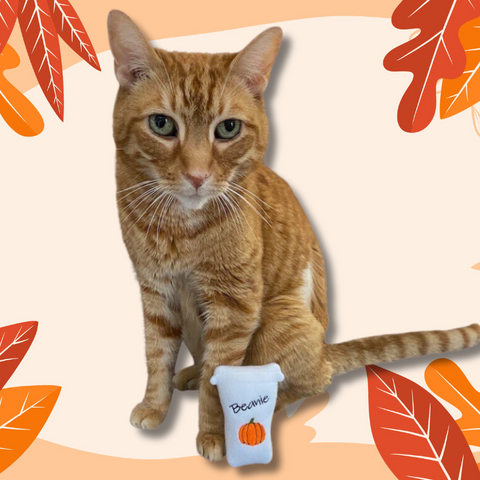 An orange tabby cat with a pumpkin spice latte cat toy, personalized cat toy for Halloween.