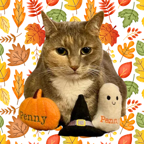 Cat with Personalized Cat Toys for Halloween. Pictured is a witch hat cat toy, personalized pumpkin cat toy and a personalized ghost cat toy.