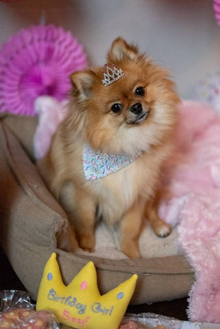 A dog with a crown Birthday Girl dog toy, this toy is personalized for the dog's birthday.