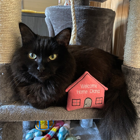 A black cat with a pink house cat toy, personalized for the cat's gotcha day or adoption day.