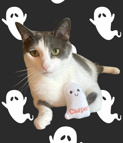 White and grey cat with a personalized ghost cat toy for Halloween