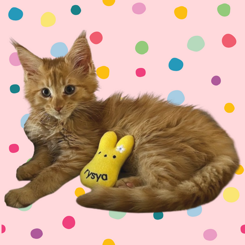 An orange cat with a yellow peep cat toy, personalized cat toy for Easter basket