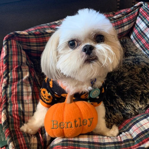 A dog with a personalized pumpkin dog toy for Halloween 