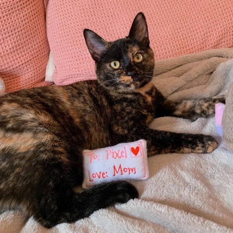 A dilute tortie cat with a love letter cat toy, personalized with their name. A Valentine's Day cat toy