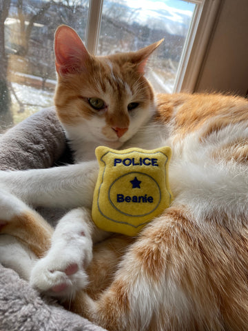 Orange and white cat with a personalized cat toy that looks like a police badge for Halloween