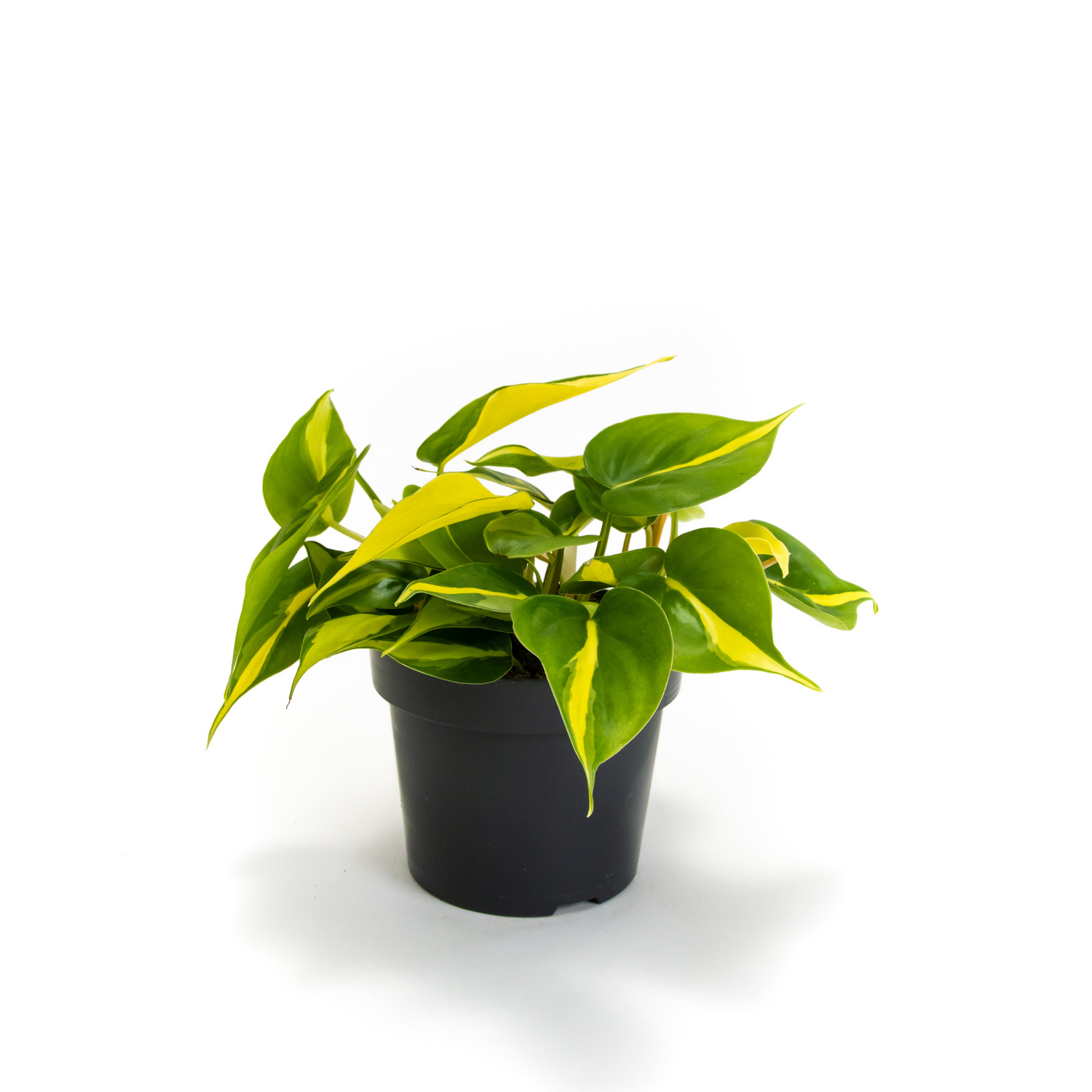 Voorstellen Geschatte rustig aan Kleine kamerplanten en mini plantjes | Dau