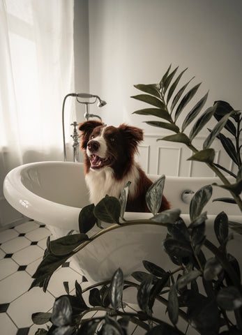 hond in bad met kamerplanten